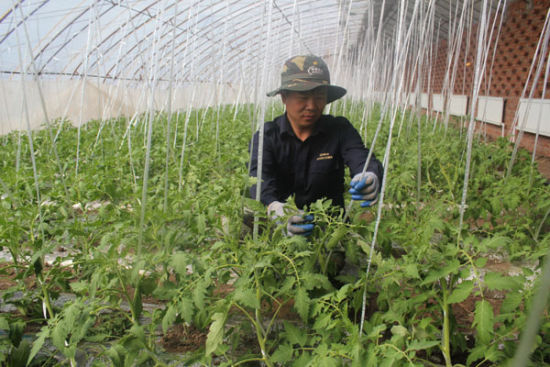 吊蔓.jpg 吊蔓.jpg