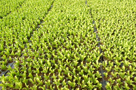 苗期管理.jpg 苗期管理.jpg