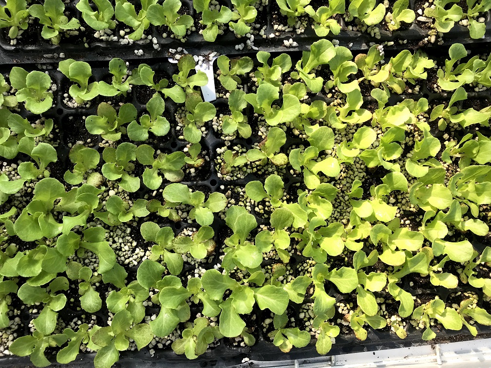 苗期管理.jpg 苗期管理.jpg