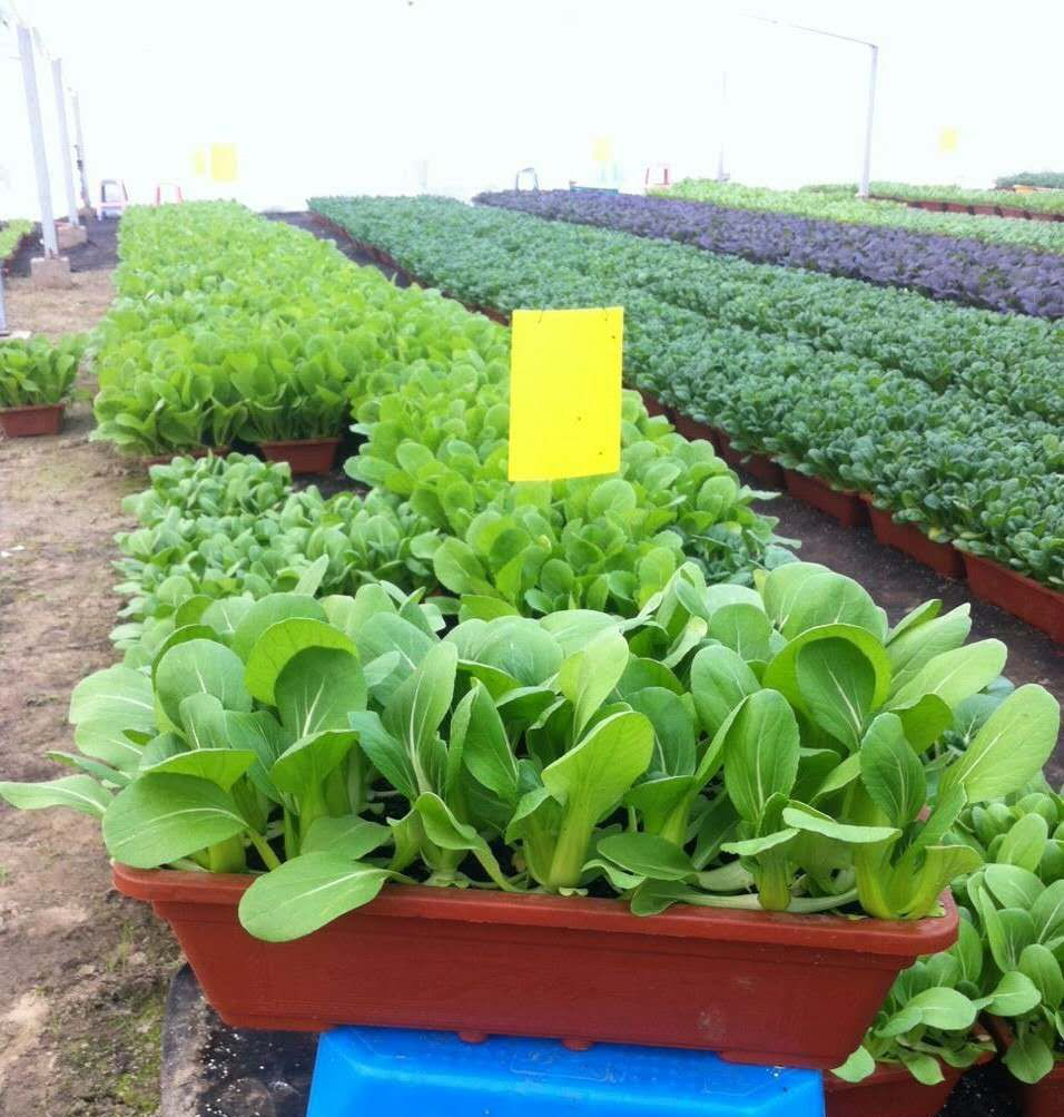 盆栽蔬菜.png 盆栽蔬菜.png