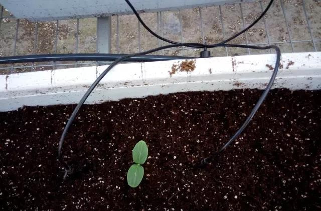 灌溉系統(tǒng).jpg 灌溉系統(tǒng).jpg