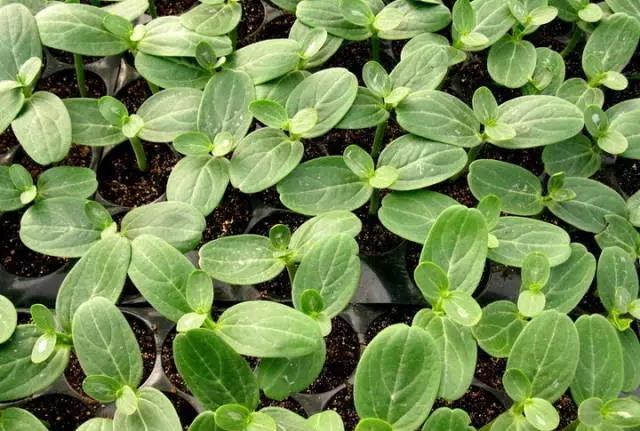 苗期管理.jpg 苗期管理.jpg