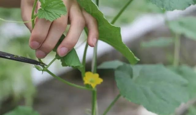 整枝.jpg 整枝.jpg