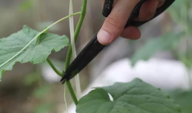 整枝.jpg 整枝.jpg