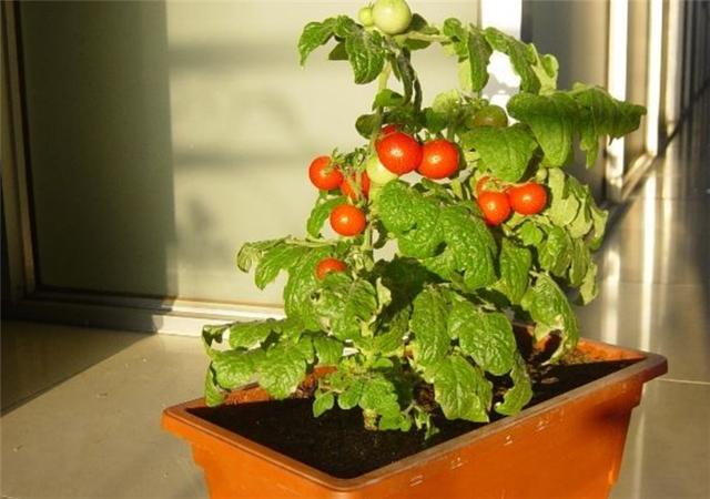 櫻桃番茄.jpg 櫻桃番茄.jpg