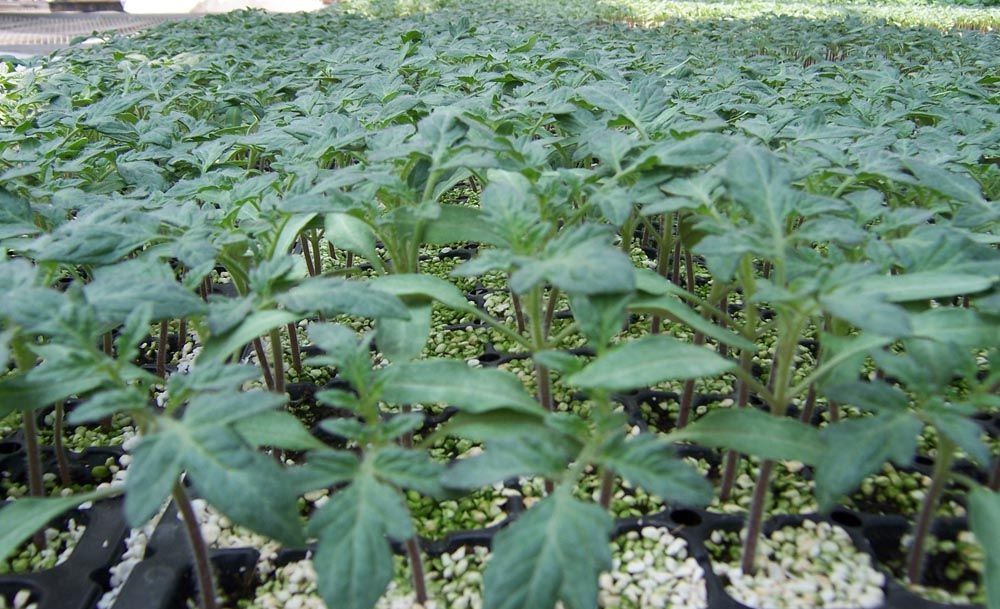 穴盤育苗.jpg 穴盤育苗.jpg