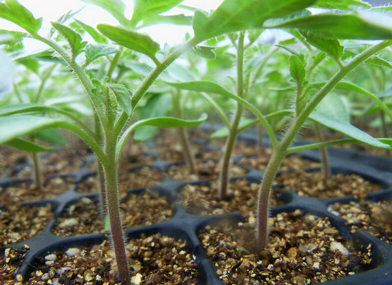 穴盤育苗.jpg 穴盤育苗.jpg