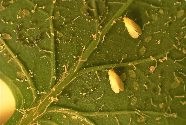 蚜蟲(chóng).jpg 蚜蟲(chóng).jpg