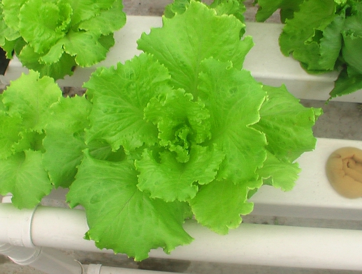 水培葉菜.JPG 水培葉菜.JPG