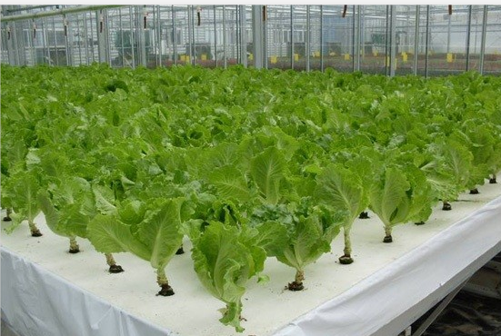 水培葉菜.png 水培葉菜.png