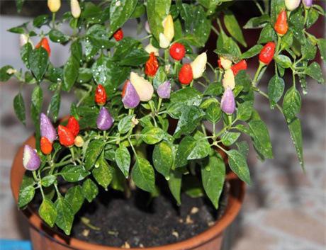 瓜果類蔬菜.jpg 瓜果類蔬菜.jpg