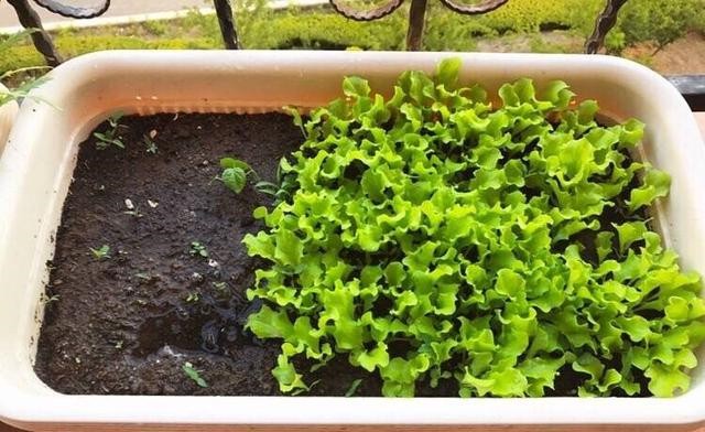 葉類蔬菜.jpg 葉類蔬菜.jpg