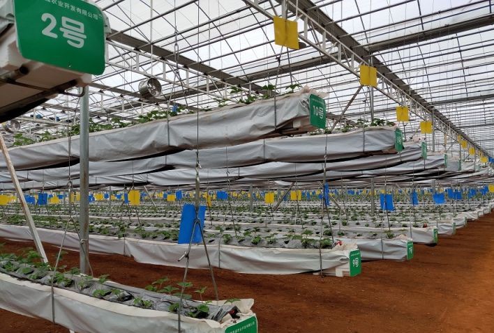 草莓空中椰糠基質(zhì)栽培.jpg 草莓空中椰糠基質(zhì)栽培.jpg