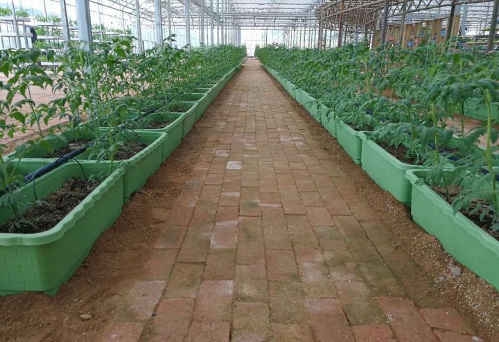 西紅柿槽式基質(zhì)栽培.jpg 西紅柿槽式基質(zhì)栽培.jpg