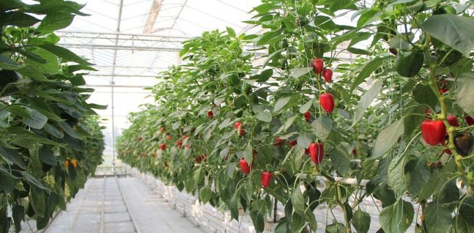 圓椒巖棉基質(zhì)栽培.jpg 圓椒巖棉基質(zhì)栽培.jpg