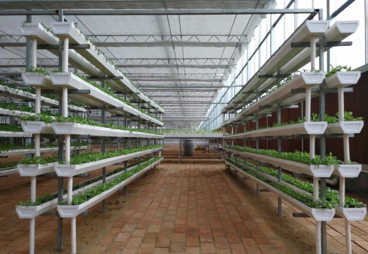 U型槽葉菜立體基質(zhì)栽培.jpg U型槽葉菜立體基質(zhì)栽培.jpg