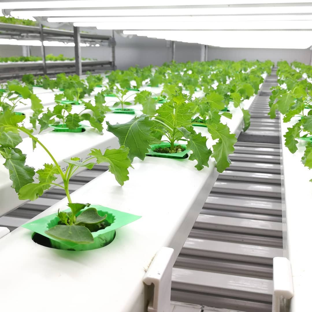 無土栽培.jpg 無土栽培.jpg