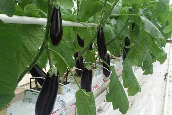 無土栽培茄子.jpg 無土栽培茄子.jpg