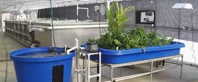 魚菜共生.jpg 魚菜共生.jpg