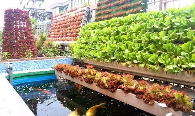 魚菜共生.jpg 魚菜共生.jpg