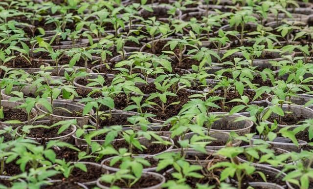 苗期.jpg 苗期.jpg