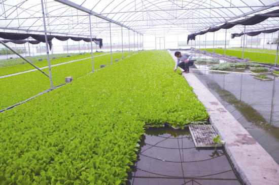 水培.jpg 水培.jpg