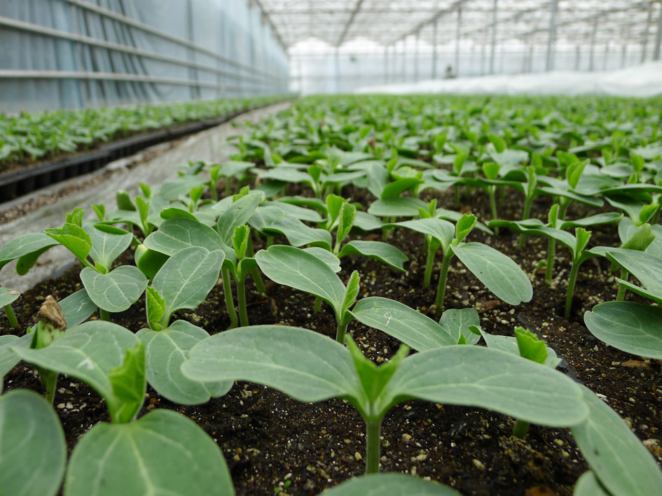 基質栽培.jpg 基質栽培.jpg