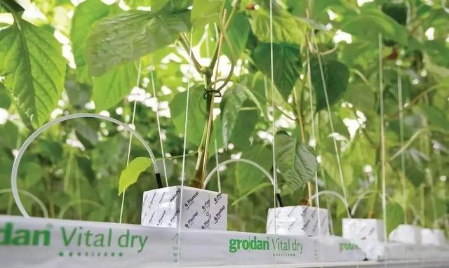 巖棉栽培.jpg 巖棉栽培.jpg