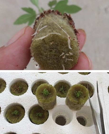 巖棉塞.jpg 巖棉塞.jpg