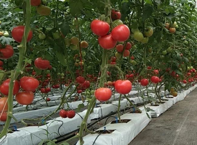 番茄巖棉栽培.jpg 番茄巖棉栽培.jpg