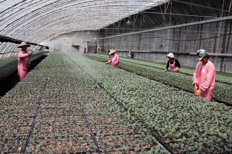 苗期管理.jpg 苗期管理.jpg