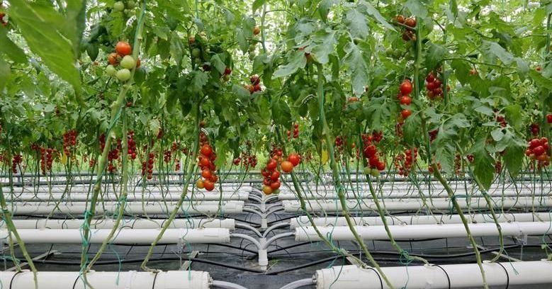 無土栽培.jpg 無土栽培.jpg