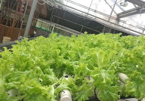 無(wú)土栽培生菜.jpg 無(wú)土栽培生菜.jpg