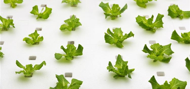 生菜育苗.jpg 生菜育苗.jpg