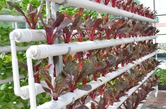 水培.jpg 水培.jpg