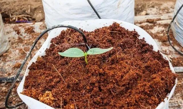 基質栽培.jpg 基質栽培.jpg