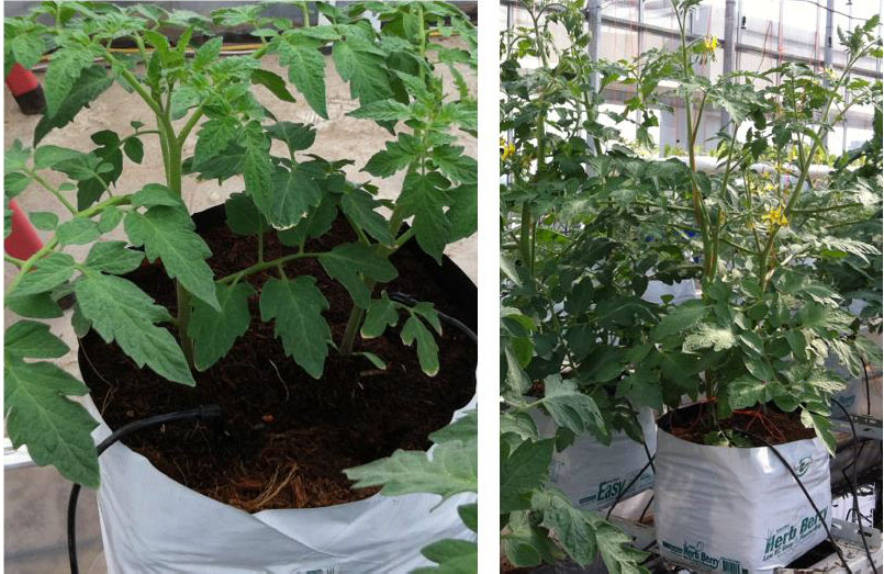 椰糠栽培.jpg 椰糠栽培.jpg