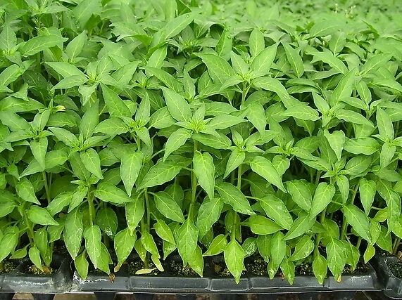 戳我試試 戳我試試