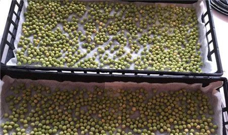 催芽.jpg 催芽.jpg