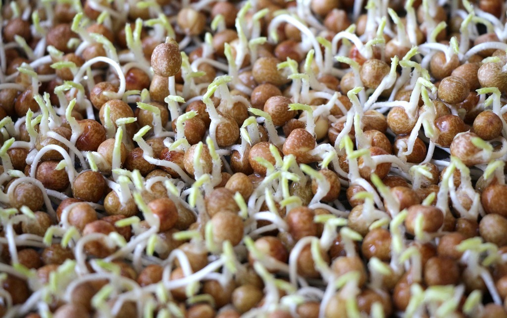 催芽.jpg 催芽.jpg