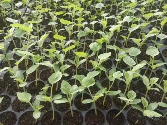 戳我試試 戳我試試