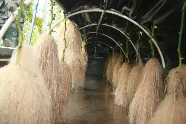 氣霧培.jpg 氣霧培.jpg