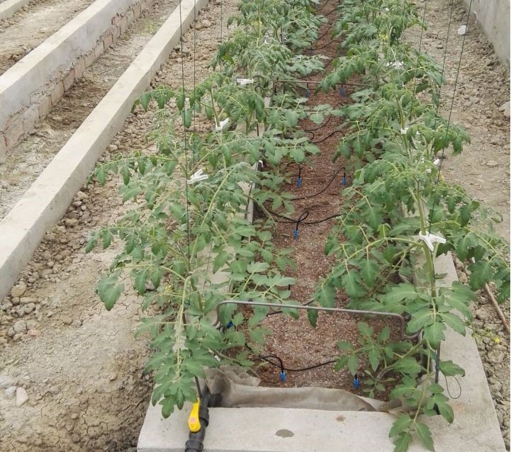 基質栽培.jpg 基質栽培.jpg