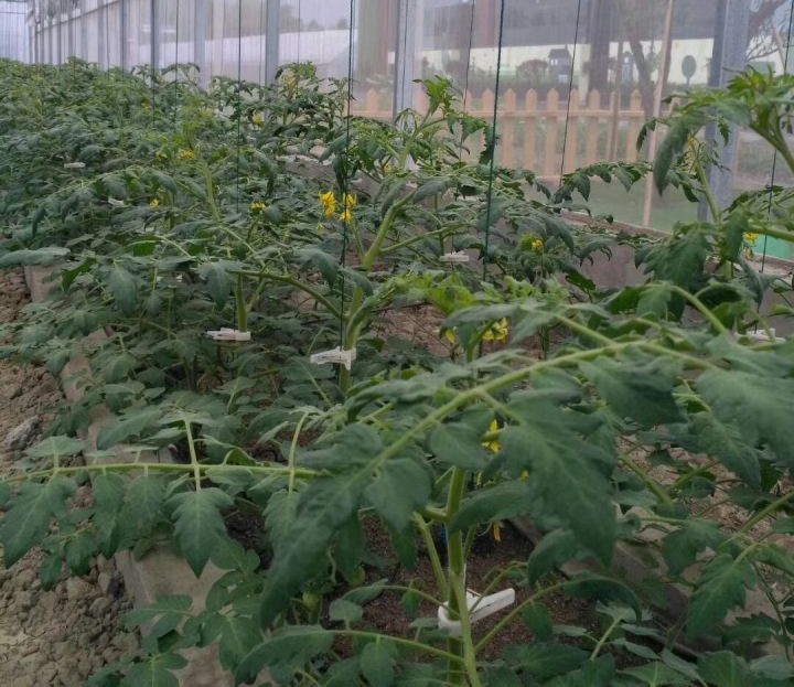 基質栽培.jpg 基質栽培.jpg