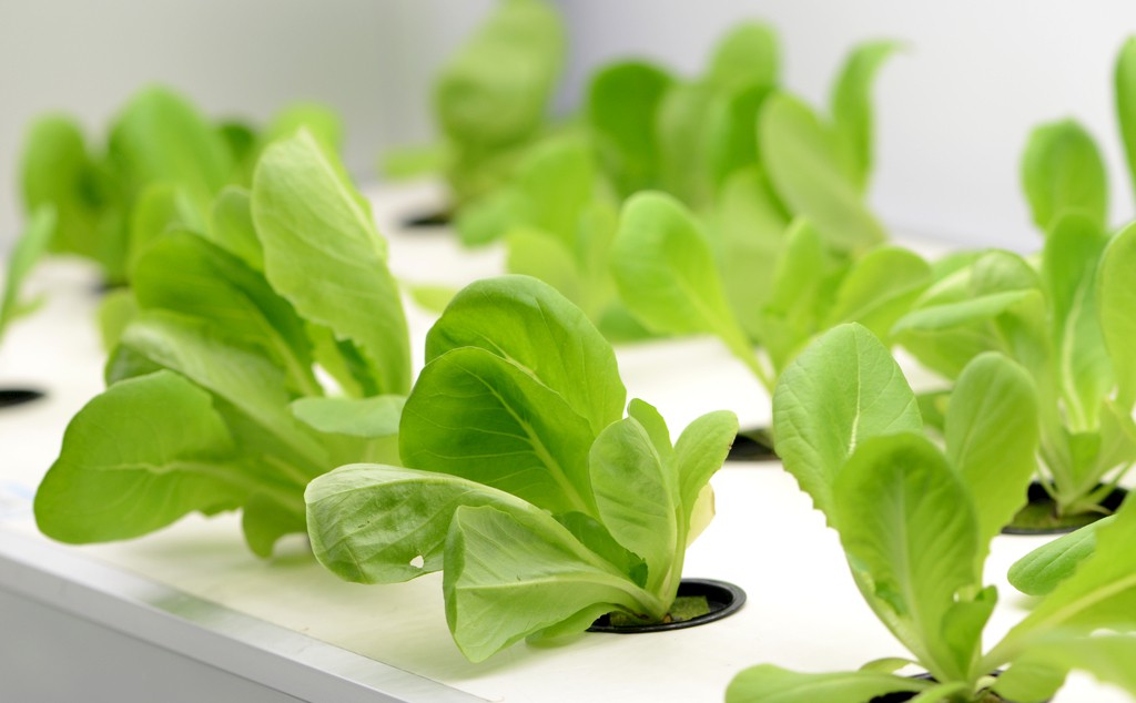 近年來無土栽培越來越火的原因是什么？