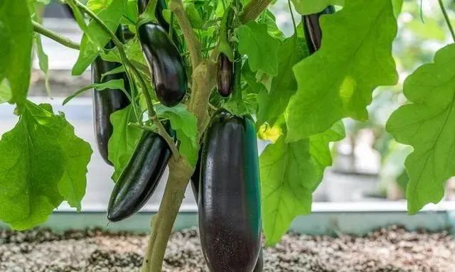 無土栽培 .jpg 無土栽培 .jpg