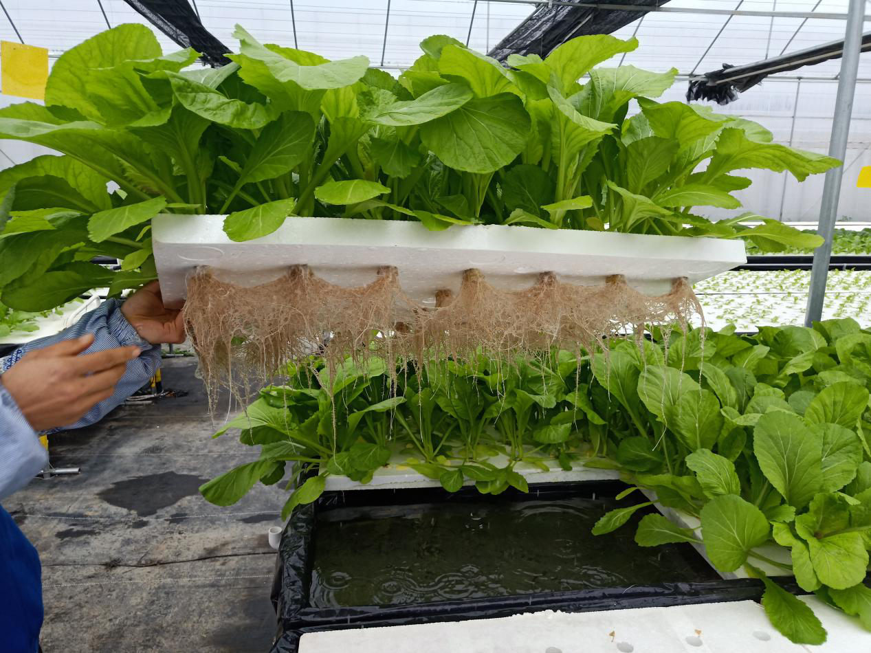 無土栽培成功的四個(gè)秘訣是什么？