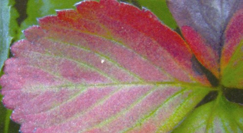 缺磷.jpg 缺磷.jpg