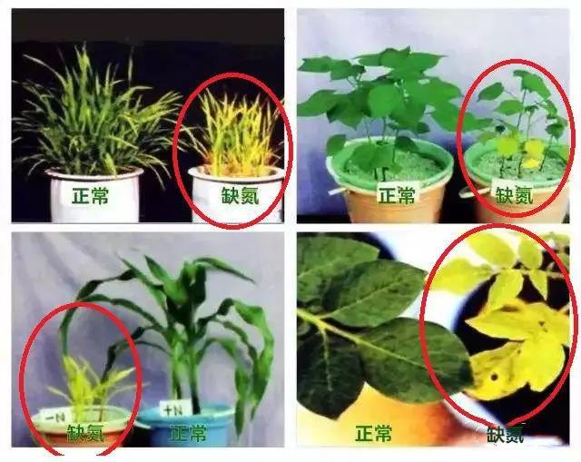 缺氮.jpg 缺氮.jpg