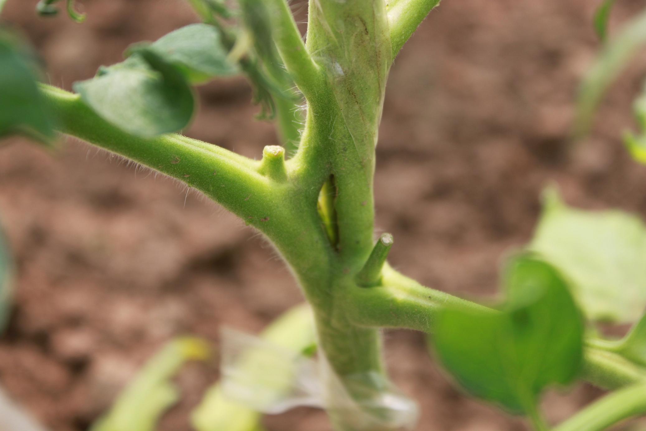 缺鈣.jpg 缺鈣.jpg